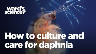 Caring and Culturing for Daphnia [upl. by Mcnamee]