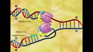 DNA Replication 3D Animation [upl. by Rollecnahc]