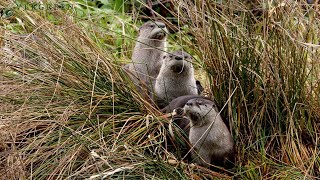 River Otters  Pacific Northwest [upl. by Ponton]