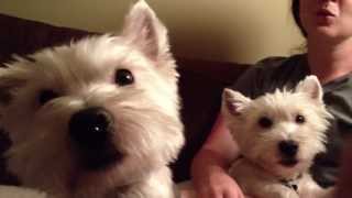 Westie dogs howl [upl. by Clyte]