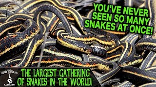 THE LARGEST GATHERING OF SNAKES IN THE WORLD Narcisse Snake Dens Manitoba Canada [upl. by Hcirdla]