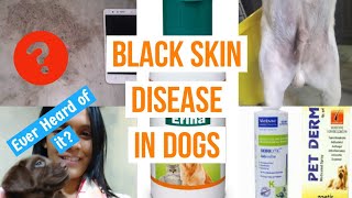 Black Skin Disease  Skin Disease in Dogs  Dr Pallabi Vet [upl. by Enytnoel188]