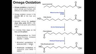 Omega Oxidation for Fatty Acids [upl. by Lugar]