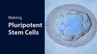 Making Pluripotent Stem Cells [upl. by Ivon]