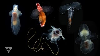 Pteropods Swimming snails of the sea [upl. by Rammaj892]