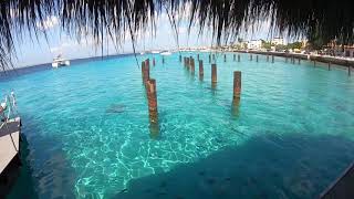 Bonaire Is Incredible The Dutch Caribbean Islands [upl. by Aicilak]