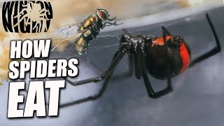 Spiders in Australia  How does a Spider EAT Redback Spider Ep 2 [upl. by Auqenet]