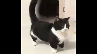 Cat Dancing To Arabic Nokia Ringtone Beat 10 Hours [upl. by Averir]