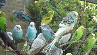 Budgerigars sounds  Parkieten geluiden  30 minutes of parakeet sounds [upl. by Ocire]