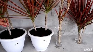 How to Propagate Dracaena Colorama  Marginata Cuttings by Water and Soil [upl. by Natale235]