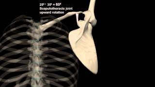 Scapulohumeral Rhythm Shoulder Abduction with Muscular Analysis [upl. by Alban696]