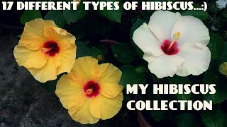 17 Different Types of Hibiscus Flowers in My Garden [upl. by Rehtaeh]