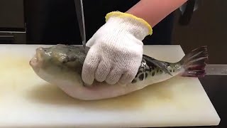 FUGU Fish  Filleting Most Poisonous FISH in the World [upl. by Nedyaj]