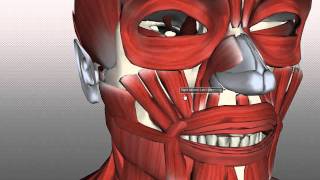 Muscles of Facial Expression  Anatomy Tutorial PART 2 [upl. by Geoff]