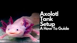 Axolotl Care Guide for Beginners [upl. by Magna]