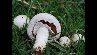 Identifying the Field Mushroom Agaricus campestris [upl. by Schlicher]