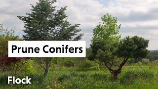 PRUNING Overgrown CONIFERS — Ep 034 [upl. by Eicnarf]