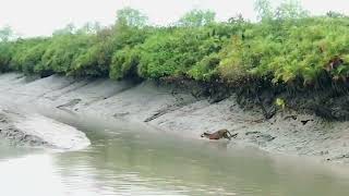 Sundarban Tiger  Tiger Royal Bengal Tiger  Its A Rare Video [upl. by Tacye]