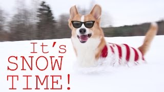 CORGI SNOWPLOW  Topi the Corgi [upl. by Muriah]