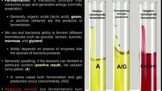 Carbohydrate CHO Fermentation Durham Tube Test [upl. by Acimat189]