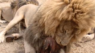 Lion feeding  antelope park Zimbabwe [upl. by England248]