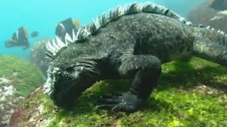 Swimming Marine Iguanas  Galapagos  BBC Earth [upl. by Naie718]