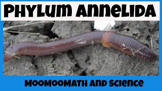 Phylum Annelida Characteristics [upl. by Welford]