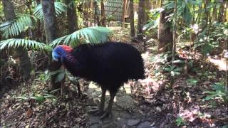 Cassowary territorial rumbling [upl. by Oisor]