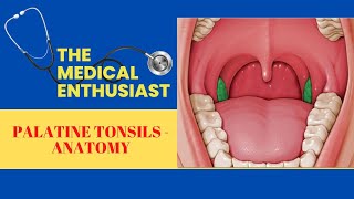 Palatine Tonsils Anatomy [upl. by Evelina]