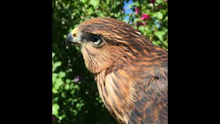 Falconry Family birds [upl. by Ilene]