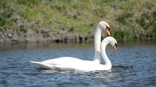 Swans Mating and swan mating Rituals [upl. by Aerona]