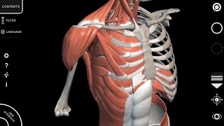 Human Anatomy App  Muscular System  Tutorial 2016 [upl. by Aleihs]