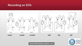 Recording an ECG in Veterinary Medicine [upl. by Joann]