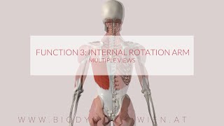 Latissimus Dorsi Functions Part 3 Internal Rotation 3D ANIMATION [upl. by Hoo]