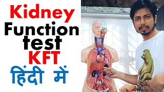 Kidney function test in hindi  Normal range and procedure explained [upl. by Leff]