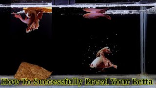 Betta Fish Breeding Step By Step  How To Breed Betta Fish [upl. by Ahsem]