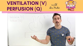 Ventilation Perfusion VQ Mismatch Explained Clearly [upl. by Asihtal879]