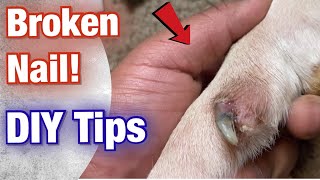 How to FIX a dogs Broken Nail at Home American Bully [upl. by Colb]