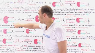 Fatty Acid Synthesis [upl. by Truscott]