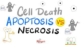 Apoptosis vs Necrosis  Cell Death  Pathology Series [upl. by Florina49]