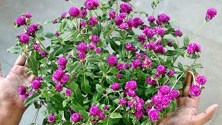 Growing Gomphrena from SEED amp TRICKS for MAXIMUM Flowers [upl. by Ydnis893]