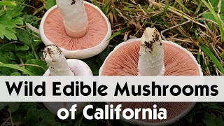 Top 10 Edible Agaricus Mushrooms of California  Wild Mushrooms [upl. by Elyad811]