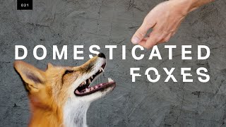 We met the world’s first domesticated foxes [upl. by Amalbena897]