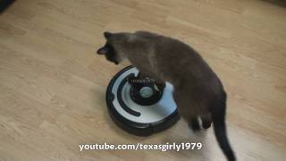 Cat shows HOW TO use iRobot Roomba Vacuum [upl. by Gitel]