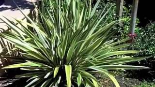 Phormium Duet  Dwarf Flax [upl. by Corrianne590]