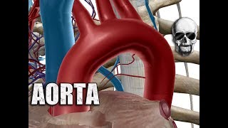 Artéria Aorta  Videonário Anatomia de A a Z [upl. by Lowrie]