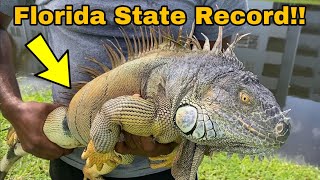 New Florida State Record iguana Caught How Big is He [upl. by Asilef203]