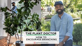 How To Encourage Branching  The Plant Doctor [upl. by Eigriv]