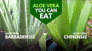 Which Aloe Vera is Edible [upl. by Sunny281]