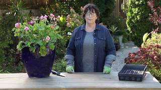 How to Overwinter Geraniums  Preserve Your Plants This Winter Season  Garden Gate Magazine [upl. by Olson]